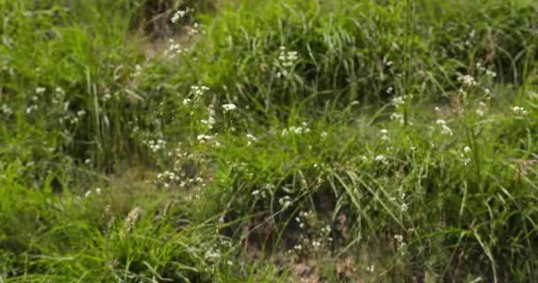 緑色の牧草地の風に揺れる小さな白い花のクローズアップビュー — ストック動画