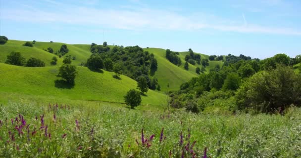 灿烂的绿色起伏的小山 蓝色的野草在地面上飞舞 — 图库视频影像