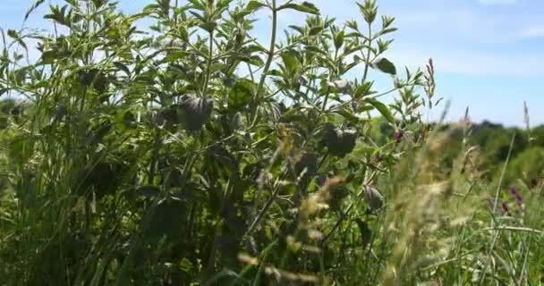 近距离拍摄的普通荨麻 野生鼠尾草和其他植物在风中飞舞 — 图库视频影像