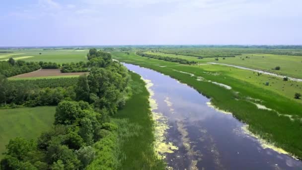 Aerial View River Surrounded Trees Fields Nature Reserve Zasavica — Stock Video