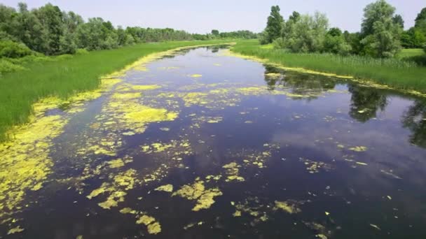 Dron Lata Tuż Nad Powierzchnią Rzeki Pokryty Roślinami Wodnymi — Wideo stockowe