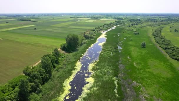 Κηφήνας Άποψη Του Ποταμού Που Ρέει Μέσα Από Την Καταπράσινη — Αρχείο Βίντεο
