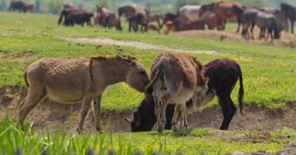 塞尔维亚Zasavica自然保护区牧场的沟里 可敬的驴子在玩耍 — 图库视频影像