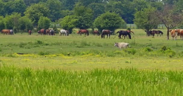 Εκπληκτική Θέα Ενός Καταπράσινου Βοσκοτόπου Αγελάδες Και Άλογα Μαζί — Αρχείο Βίντεο