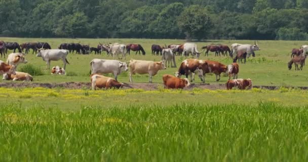 緑の牧場で一緒に放牧する牛 ロバの映像 — ストック動画