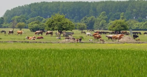 Yeşil Bir Çayırda Birlikte Otlayan Inekler Atlar Eşekler — Stok video