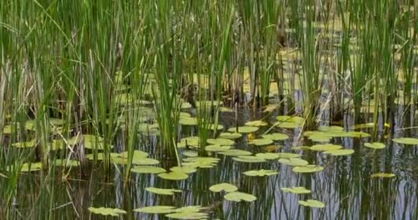 Een Koet Zwemt Een Vijver Tussen Riet Waterlelies — Stockvideo