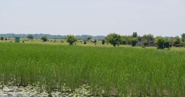 ボートから見た湖の近くに牛や馬がいっぱいの緑の牧草地 — ストック動画