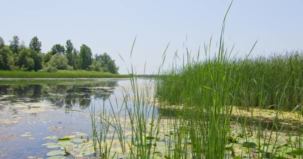 Green Fresh Reeds Grow Edge Pond Nature Reserve Zasavica Serbia — Stock Video