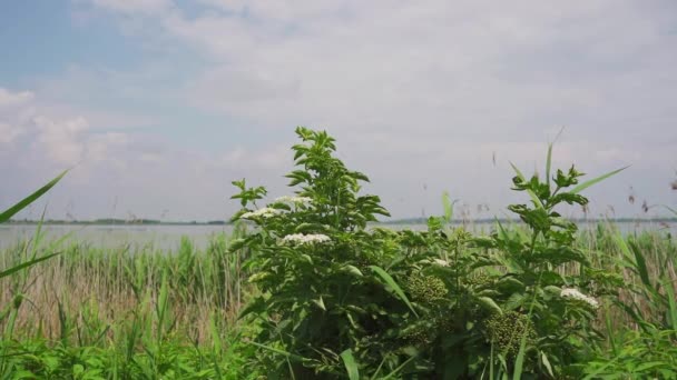 Sureau Avec Les Fleurs Poussent Sur Prairie Sur Rive Lac — Video