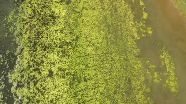 Let Dronem Nad Povrchem Zelených Řas Špinavého Jezera Vytvářejícího Texturu — Stock video
