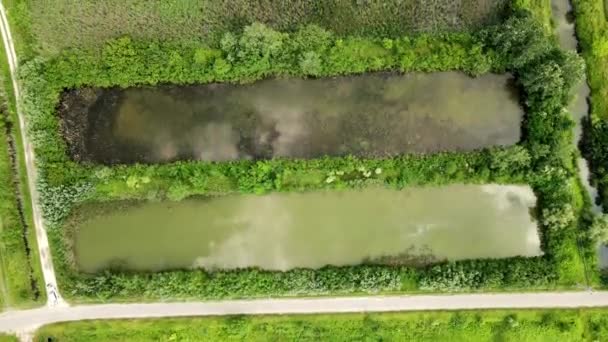 Dron Lata Nad Prostokątnymi Stawami Rybnymi Otoczony Zieloną Roślinnością — Wideo stockowe