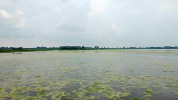 Rebanho Cisnes Mudos Nadam Pacificamente Lago Coberto Plantas Aquáticas Verdes — Vídeo de Stock