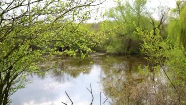 Huzurlu Suyu Çevreleyen Yeşil Çimenler Yapraklar Mavi Gökyüzünü Yansıtıyor — Stok video