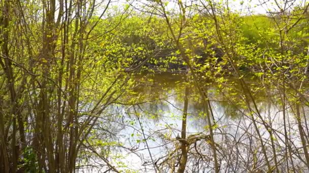 Lago Escondido Detrás Árboles Arbustos — Vídeo de stock