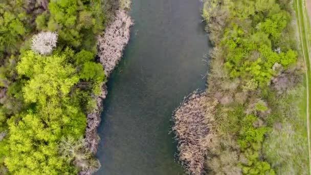 Drone Vole Directement Dessus Lac Calma Serbie Entouré Arbres Verts — Video