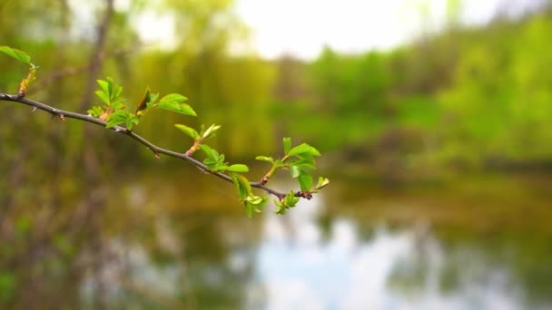 木の枝に若い葉のショットを閉じ バックグラウンドで湖に焦点を当てる — ストック動画