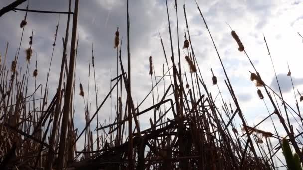 Fotografiere Unghi Scăzut Catastrofelor Uscate Cerul Tulbure Primăvara — Videoclip de stoc