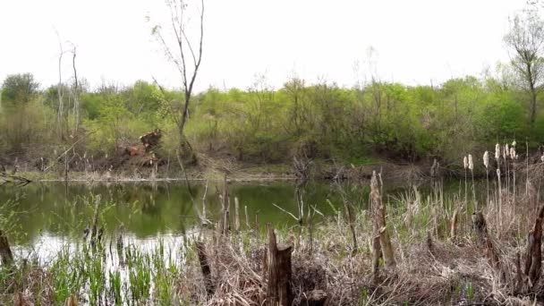 Cattails Outras Plantas Selvagens Crescem Costa Lago Calma Sérvia — Vídeo de Stock