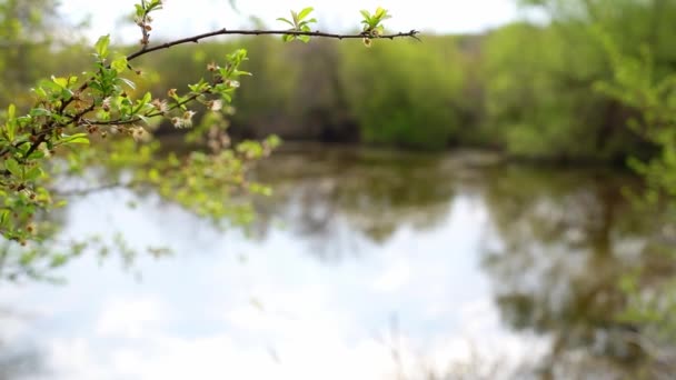 Zbliżenie Ujęcie Gałęzi Drzewa Zmiana Ostrości Jeziorze Tle — Wideo stockowe