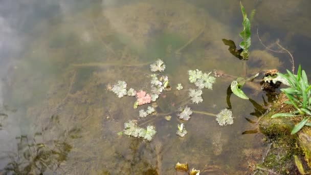 Nahaufnahme Einer Wasserpflanze Mit Kleinen Blättern Calma See Serbien — Stockvideo