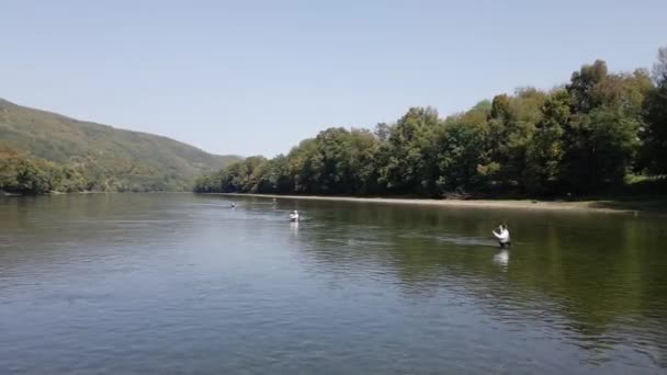 Drohnenaufnahmen Von Drei Männern Die Hüfttief Wasser Fliegenfischen — Stockvideo