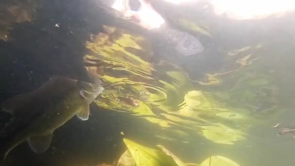 男性の手の水中映像は淡水で魚を放出する — ストック動画