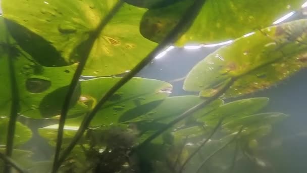 Hornworts Lírios Aquáticos Capturados Debaixo Água — Vídeo de Stock