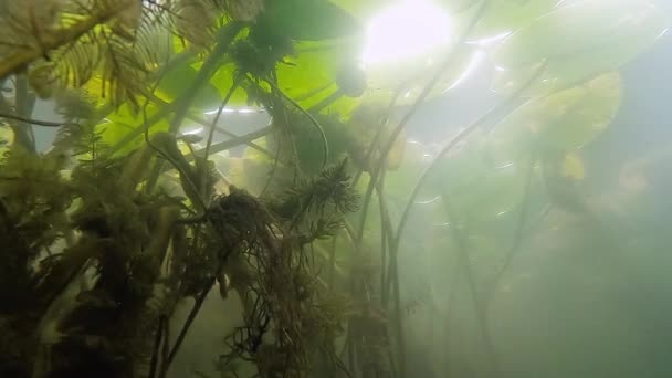 Niski Kąt Widzenia Słońce Świeci Choć Woda Roślinach Podwodnych — Wideo stockowe