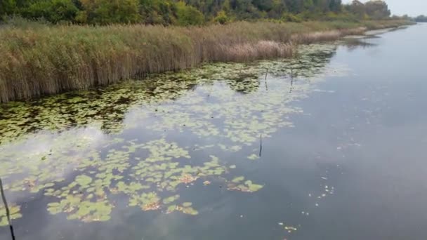 水生植物で川を囲む緑豊かな植生のドローン映像 — ストック動画