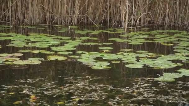 Verde Hojas Grandes Lirios Agua Fluyen Río Alrededor Las Cañas — Vídeos de Stock