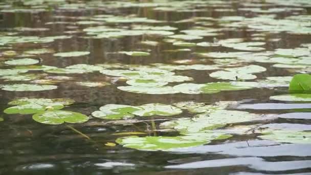 Grandes Folhas Lírio Água Verde Flutuam Superfície Ondulante Lago — Vídeo de Stock