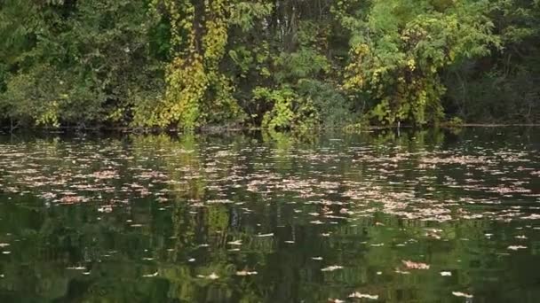 緑の植生に囲まれた落ち着いた川の表面に乾燥した葉 — ストック動画