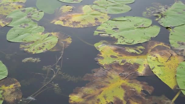 Nahaufnahme Von Grünen Und Gelben Seerosenblättern Die Auf Der Wasseroberfläche — Stockvideo