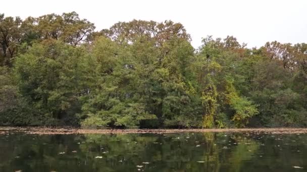 Suché Listy Vznášejí Vodní Hladině Obklopené Zelenými Stromy — Stock video