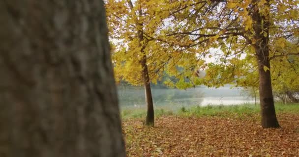 Gyönyörű Természet Felvétel Egy Arany Őszi Fák Levelek — Stock videók