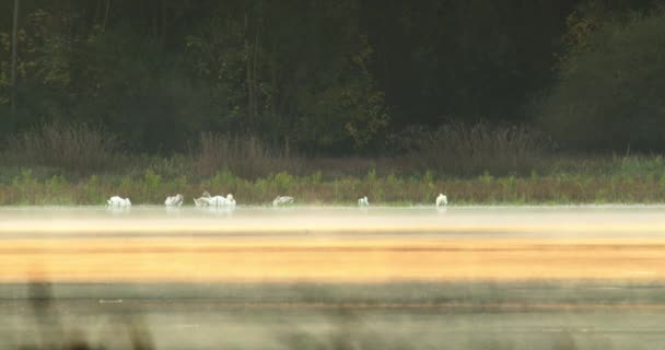 Bando Cisnes Mudos Empoleirados Uma Margem Lago Preening — Vídeo de Stock
