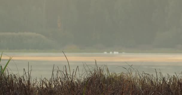Dry Grass Shore Lake Fog Mute Swans Other Side — Stock Video