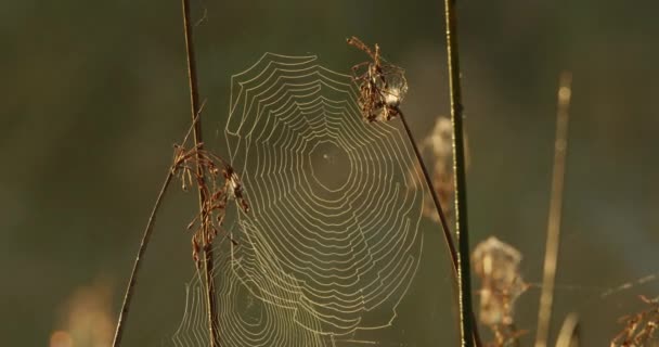 Sonbaharda Ölü Bitkilerin Dallarındaki Örümcek Ağlarına Yakından Bakın — Stok video