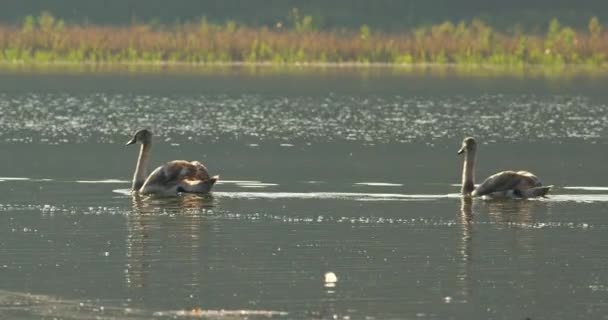 Imágenes Vida Silvestre Mostrando Familia Cisnes Mudos Nadando Lago Uno — Vídeos de Stock