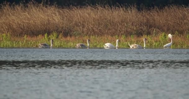 Familia Cisnes Mudos Nadan Juntos Río Que Fluye Uno Está — Vídeo de stock