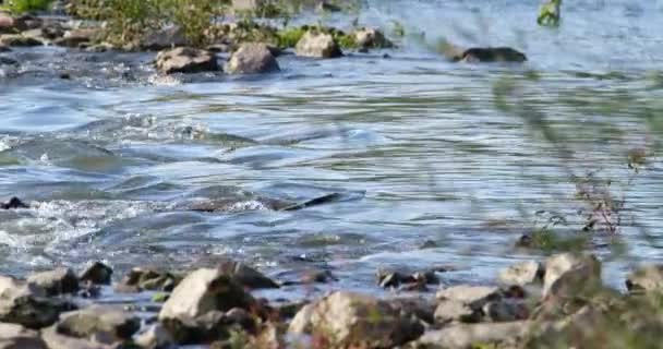 Fermer les images d'un beau ruisseau d'eau propre qui coule sur les rochers