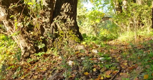 Grupo Cogumelos Brancos Cresce Perto Velho Tronco Árvore Florestas Dia — Vídeo de Stock