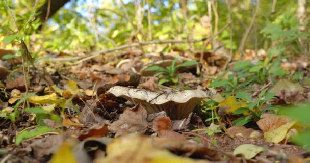 林地漏斗蘑菇在干枯的树叶和草地上的近照 — 图库视频影像