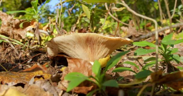 在干枯的腐烂叶上生长的可食林地蘑菇的特写 — 图库视频影像