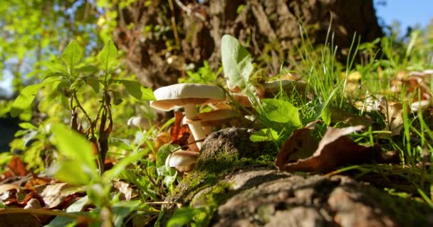 在森林中的老树根上生长的野生蘑菇的惊人的特写镜头 — 图库视频影像