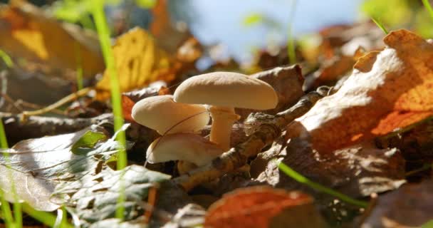 细枝和干叶中美丽的白色圆形蘑菇的特写镜头 — 图库视频影像