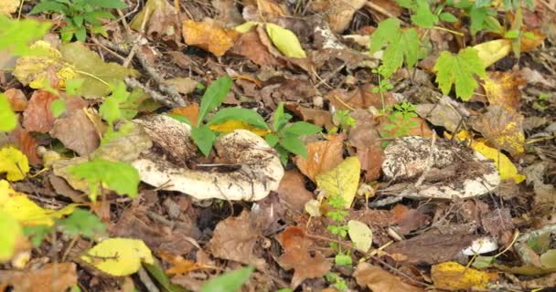 Große Waldpilze Wachsen Auf Dem Boden Auf Trockenen Verrottenden Blättern — Stockvideo
