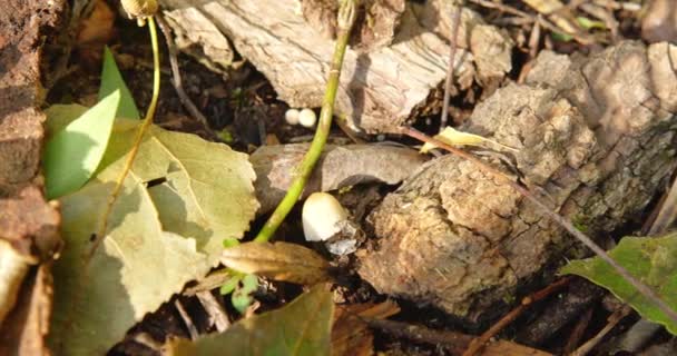 Jamur Bulat Putih Yang Sangat Kecil Tanah Pada Daun Kering — Stok Video