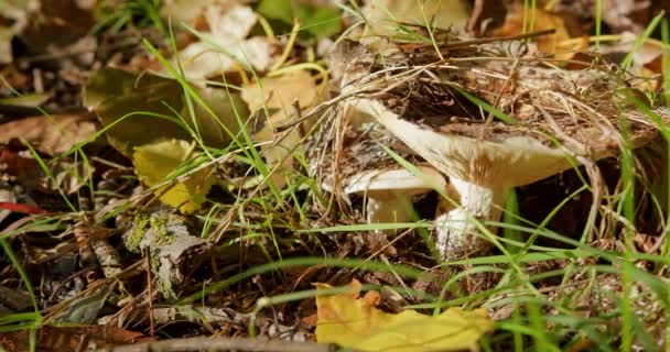 Jamur Besar Berbentuk Corong Tumbuh Tanah Hutan — Stok Video